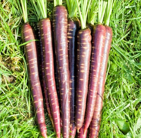 Purple Carrot seeeds vegetable seeds for Home Gardening, Heirloom, Non-GMO, High for kitchen garden planting