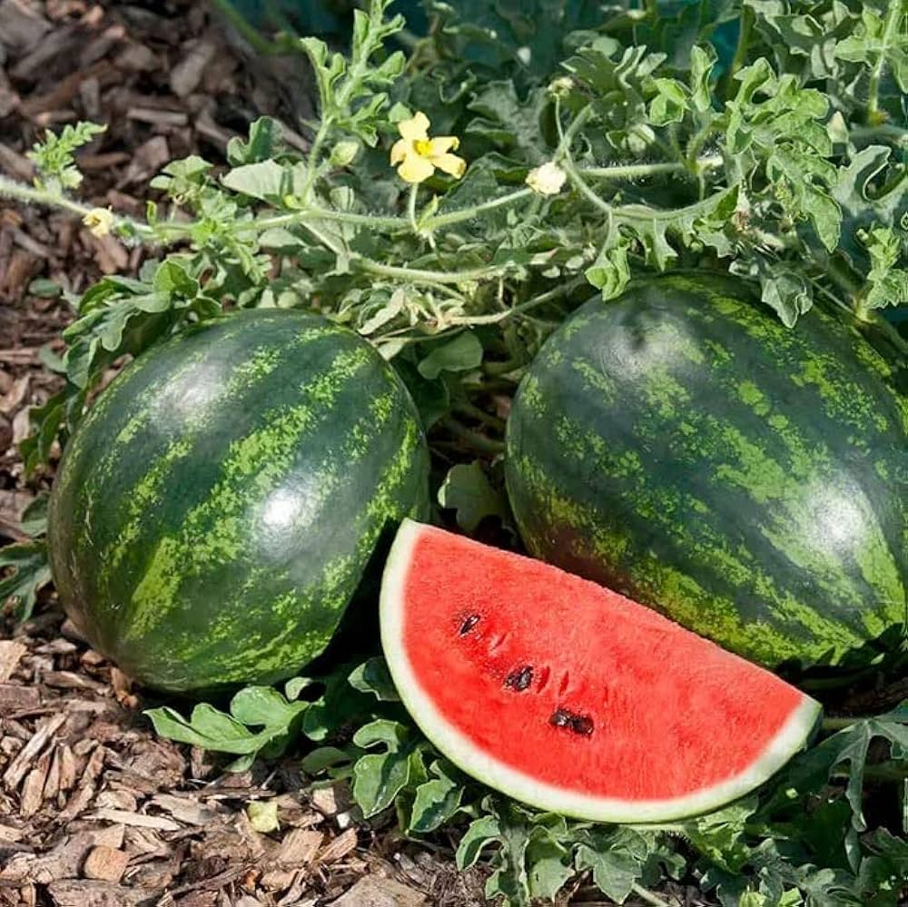green flesh watermelon bonsai Fruit Seeds