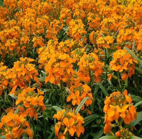 Orange Erysimum Flower Seeds