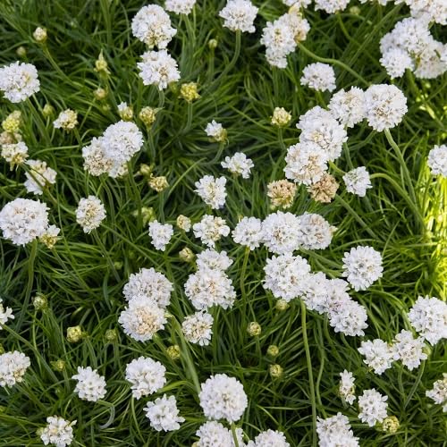 White pseudarmeria Flower Seeds