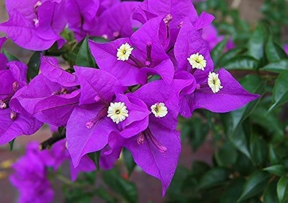 Purple Bougainvillea Flower Seeds – Blooming Plants for Balcony & Patio Gardens for Colorful Gardens - Heirloom Non GMO
