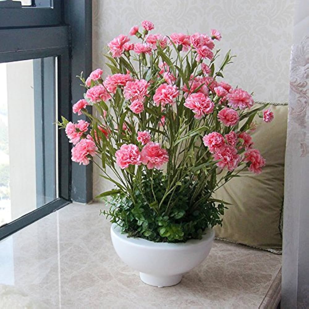 Pink Carnation Dianthus Caryophyllus