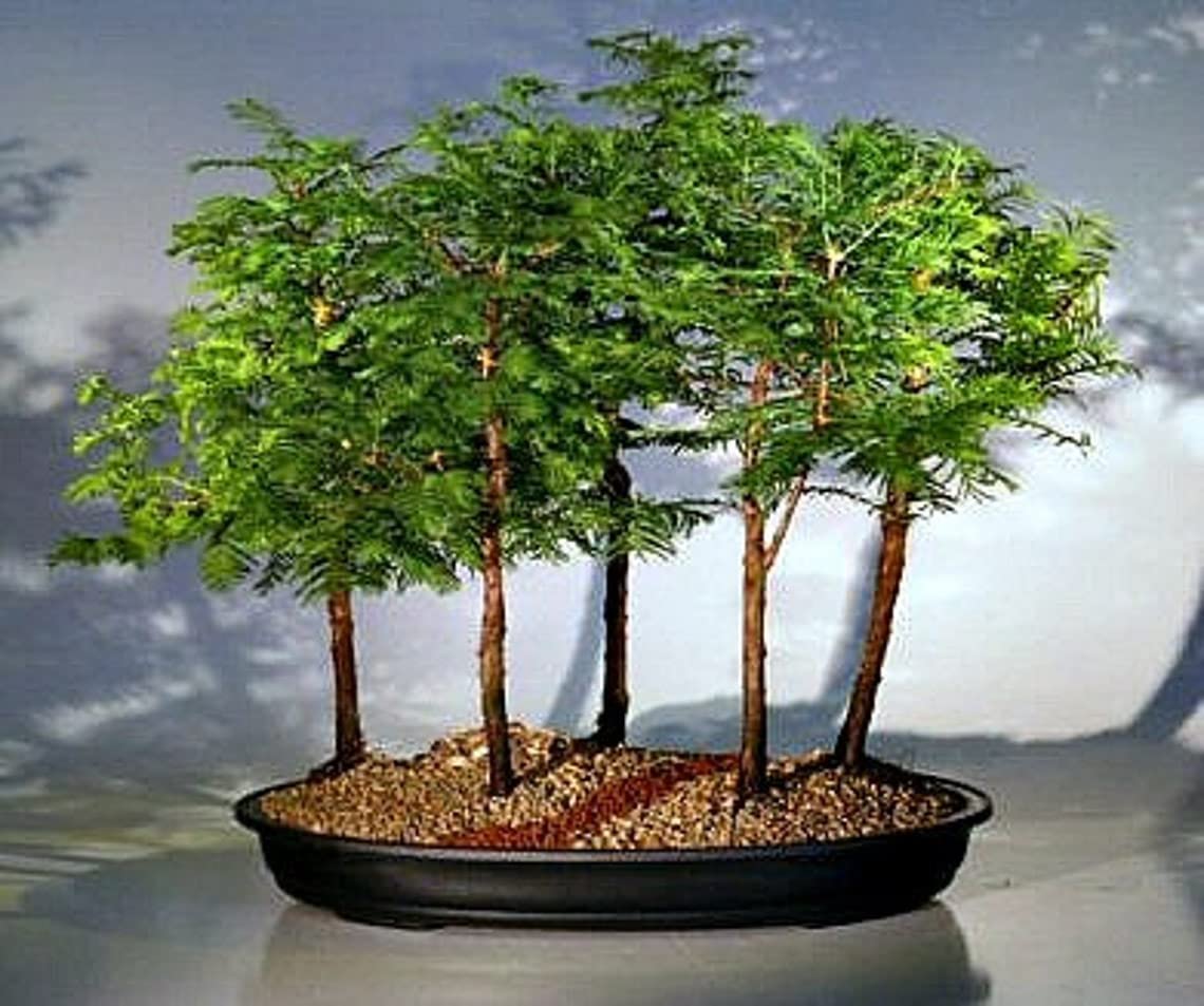 Happy Farm Chinese Redwood Sequoia Bonsai Tree Diy Garden Flower Pots Flower Seeds