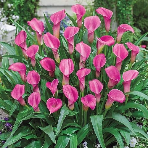 Pink Calla Lily Flower Seeds