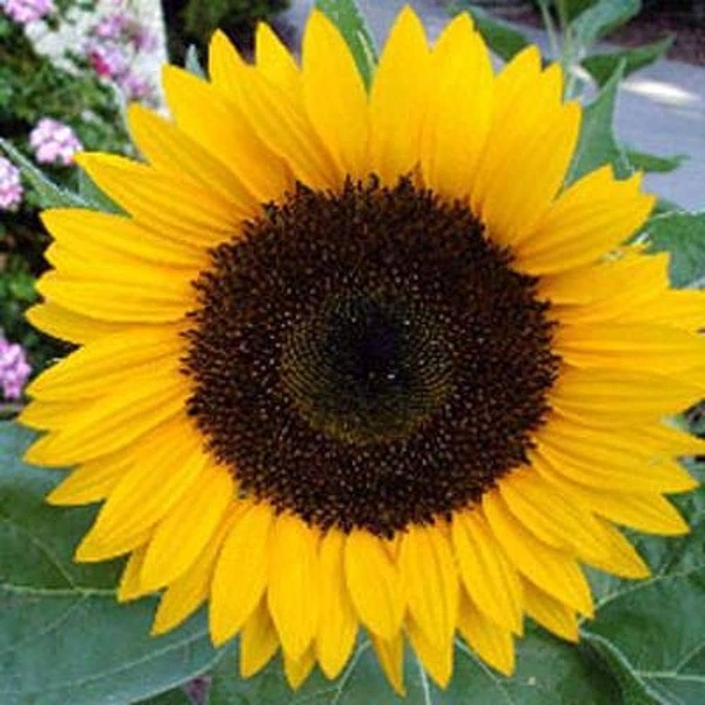 Giant Martini Sunflower