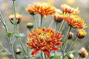 Yellow Orange Chrysanthemum Flower Seeds Easy Grow Blossoms - Heirloom Non GMO High Germination Garden Seeds