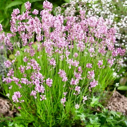 Pink Lavender Flower Seeds