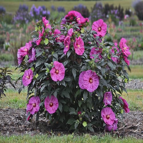 pink giant hibiscus flower