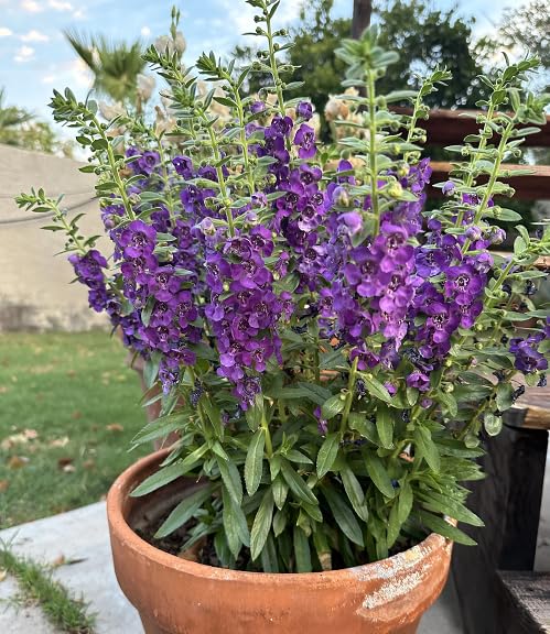 purple angelonia flower seeds