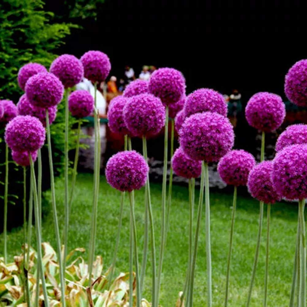Purple Giant Allium Giganteum Large Pompon Flowers In Garden Flower Seeds