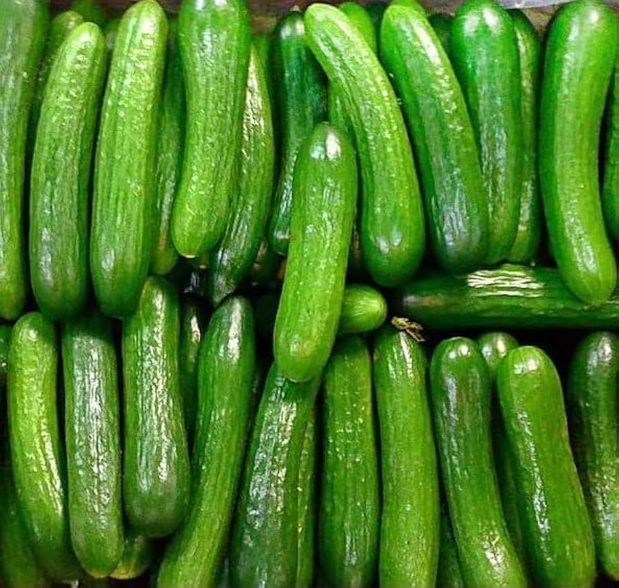 boston abbeizen cucumber classic and vegetable seeds