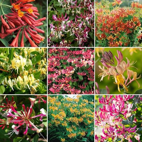 Mixed Lonicera Henryi Flowers Seed.