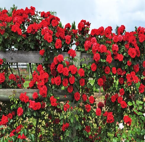 Red Climbing Rose Flower Seeds