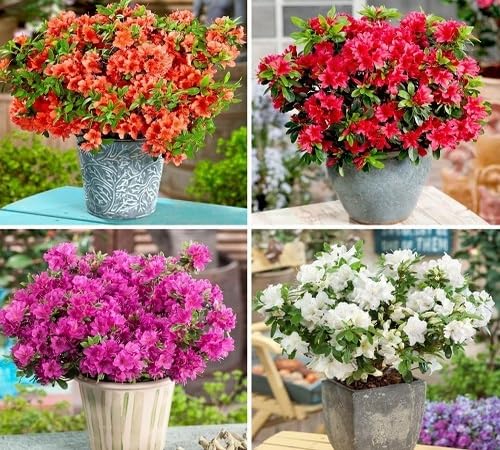 Mixed Auricula Flower Seeds