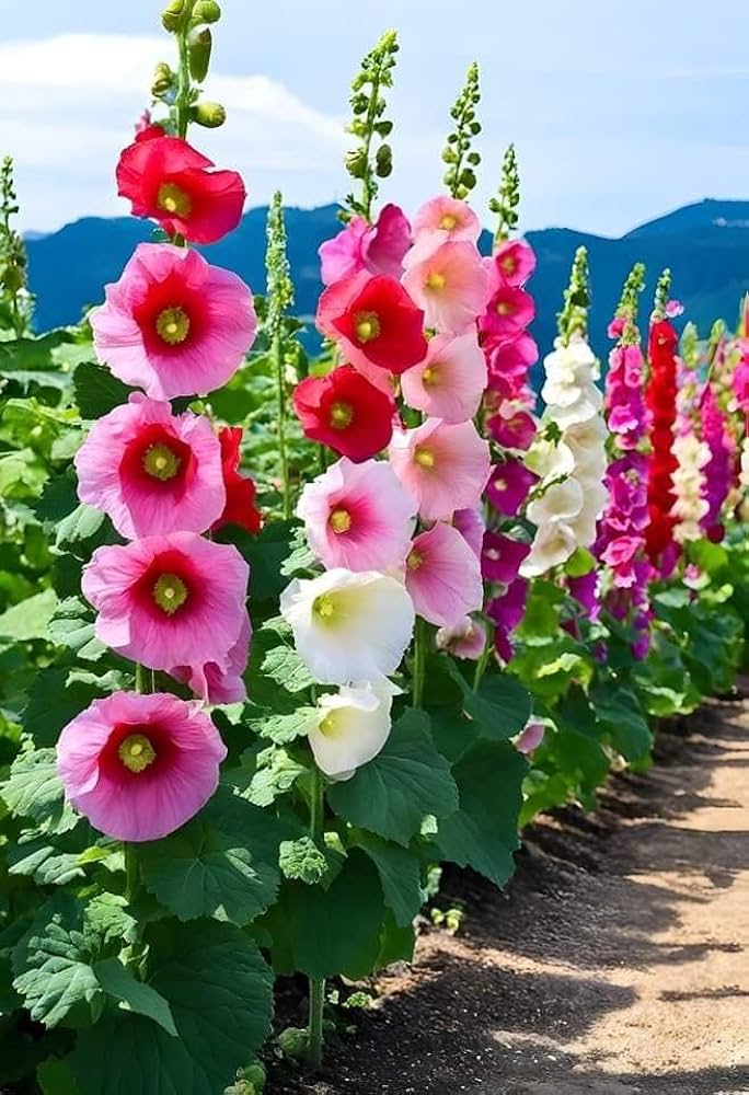 Hollyhock Flower Seeds - Heirloom, Non GMO, High Germination, Organic Garden Seeds