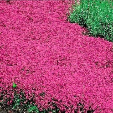 pink creeping thyme flower