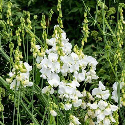 White Giant Lathyrus Flower Seeds