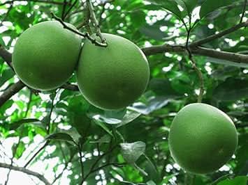 Green Pomelo Fruit Growing Large Sweet And Refreshing Citrus Fruits Fruit Seeds