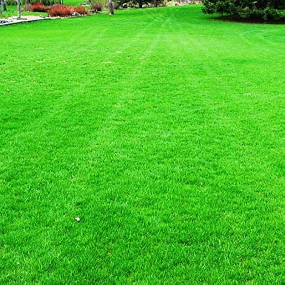 Green Lawn Grass