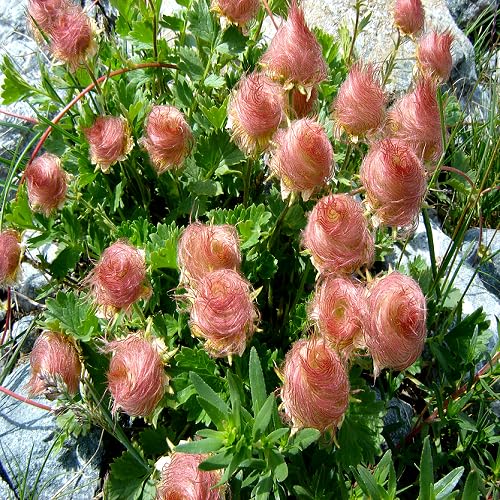 Red Geum reptans Flower Seeds