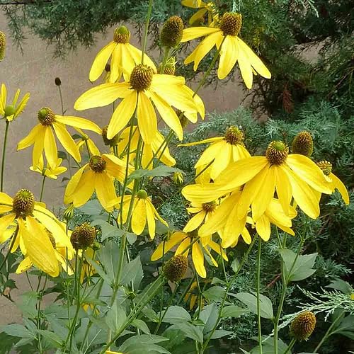 Yellow Coneflower Seeds