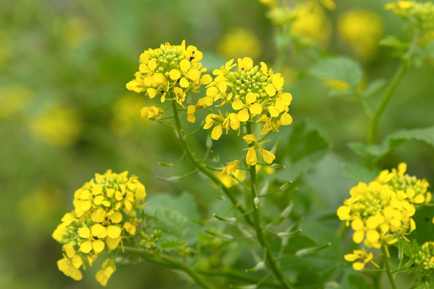 Yellow Mustard Flower Seeds