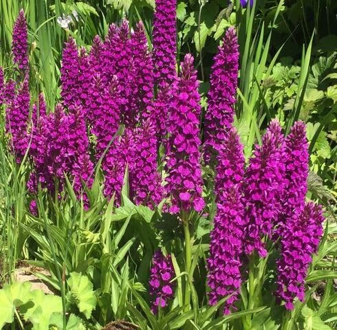 Pink Madeira Flowers Seeds