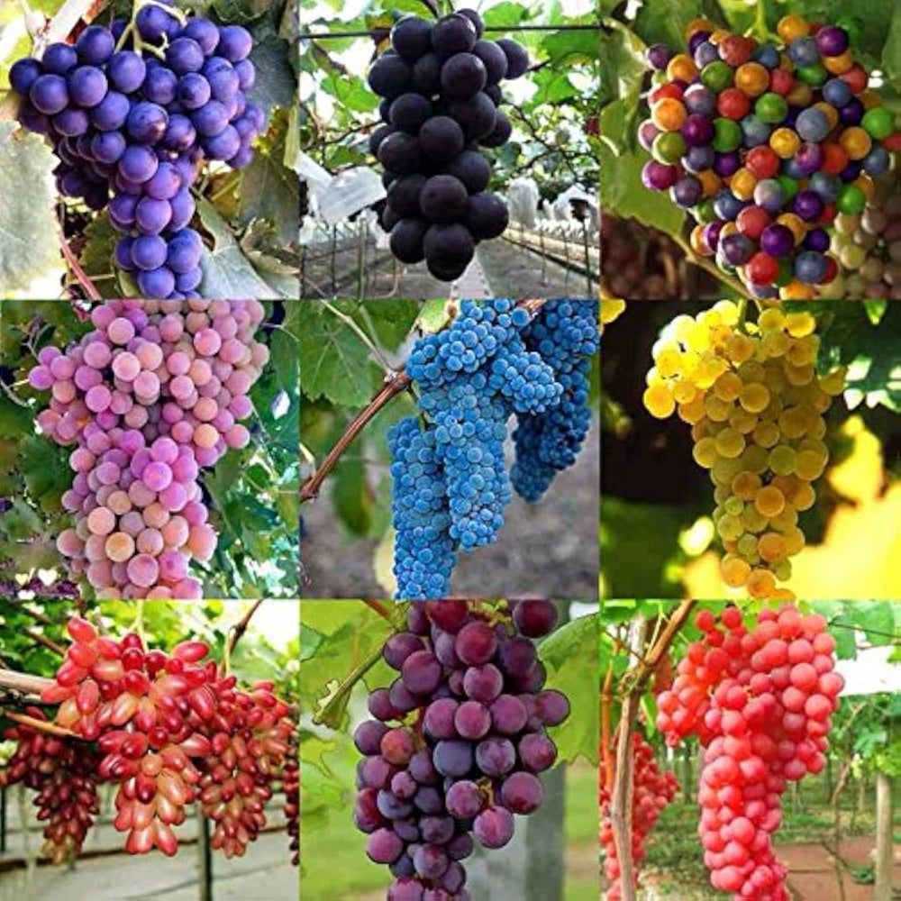 mixed grape fruit sweet sour and delicious heirloom non gmo Fruit seeds