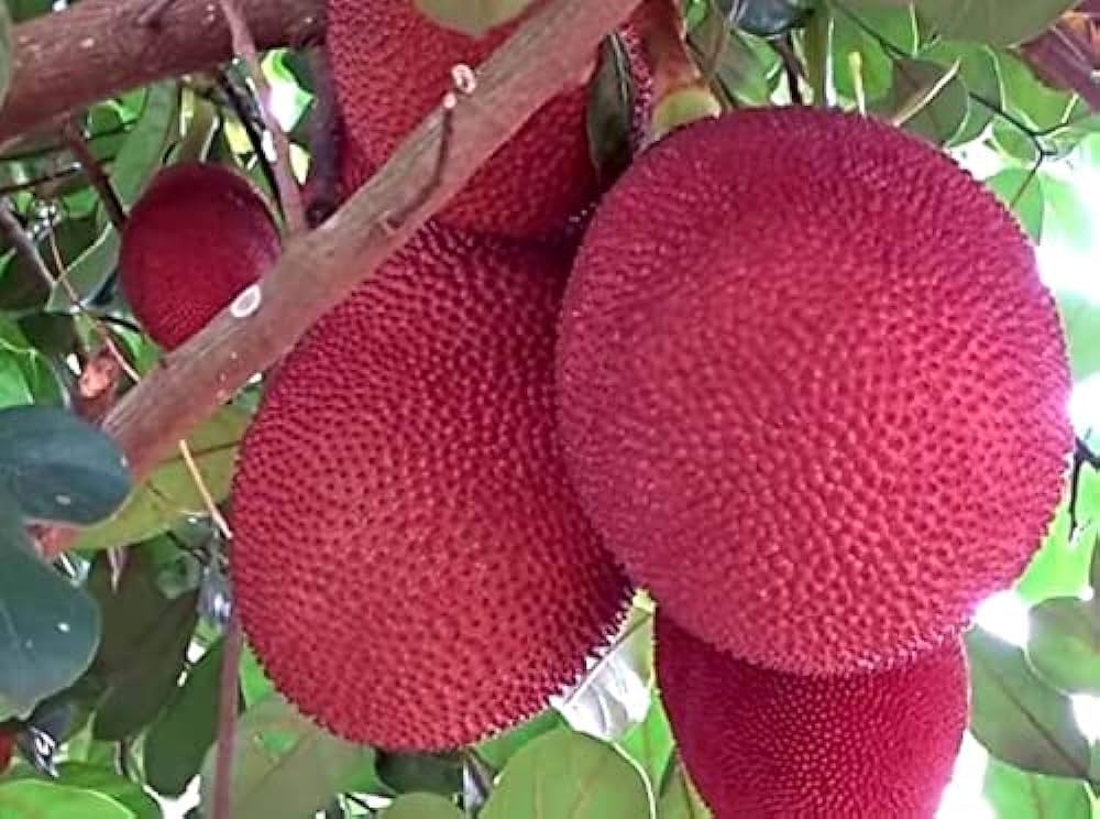 Thailand Pink Jackfruit Tropical Fruit Exotic Harvests Fruit Fruit Seeds