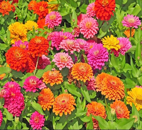 Zinnia Flower Seeds
