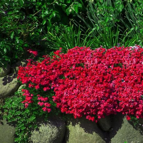 Red aubrieta Flower Seeds