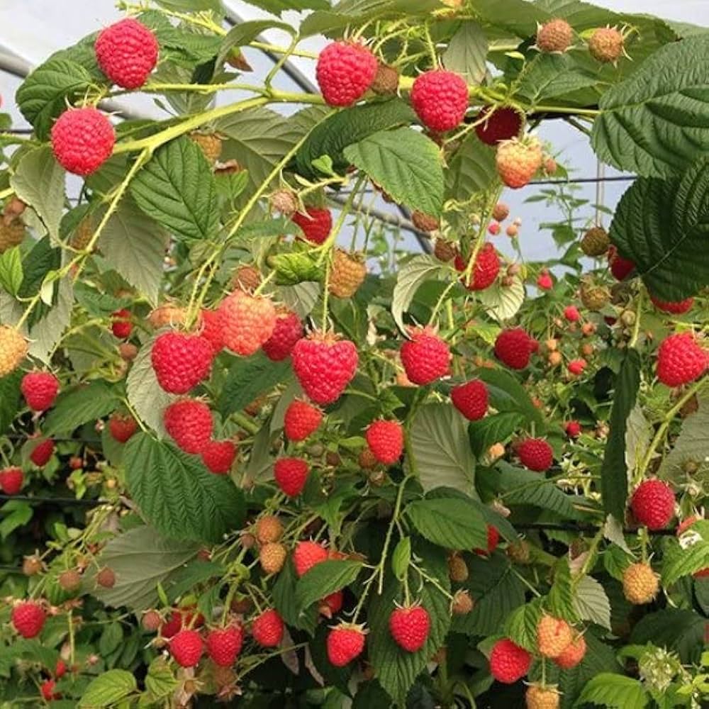 raspberry plant rubus idaeus in Fruit Seeds