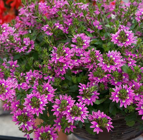 pink scaevola flower seeds