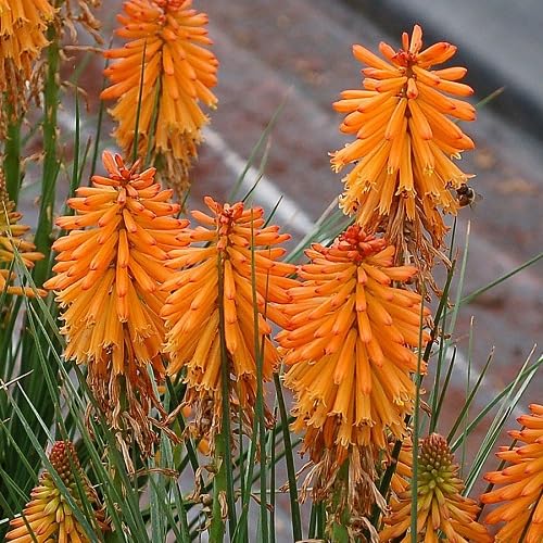 Orange Kniphia Uvaria Flowers Seeds
