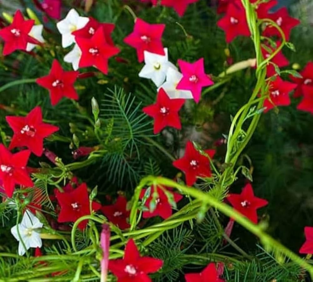 Starry Flowers No Scientific Name
