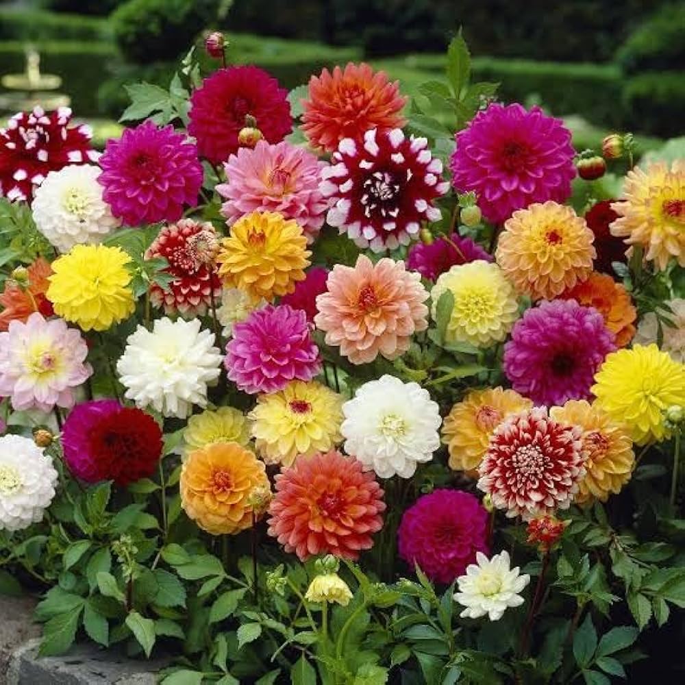 Dahlia Flower Mixed Colors Diy Garden Wholesale Shipping Flower Seeds