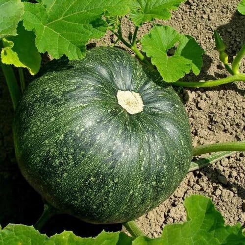 Green Pumpkin vegetable seeds for Home Gardening, Fast Growing Home Garden Variety for kitchen garden planting