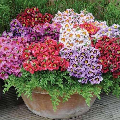 Mixed Schizanthus Flower Seeds Easy Grow Blossoms for Pots and Patio Gardens for Colorful Garden