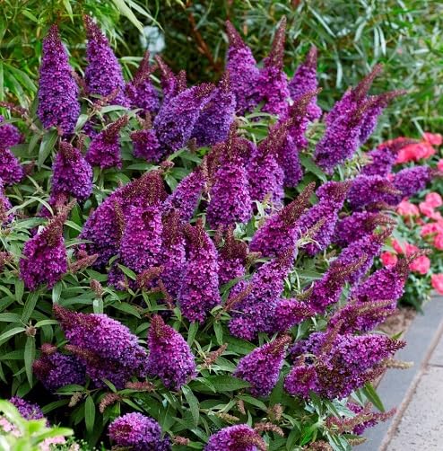 Purple Buddleia Flower Seeds