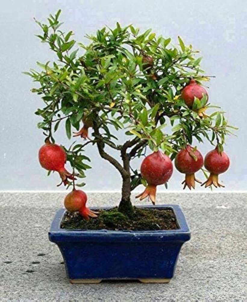 Quality Bonsai Tree Pomegranate Diy