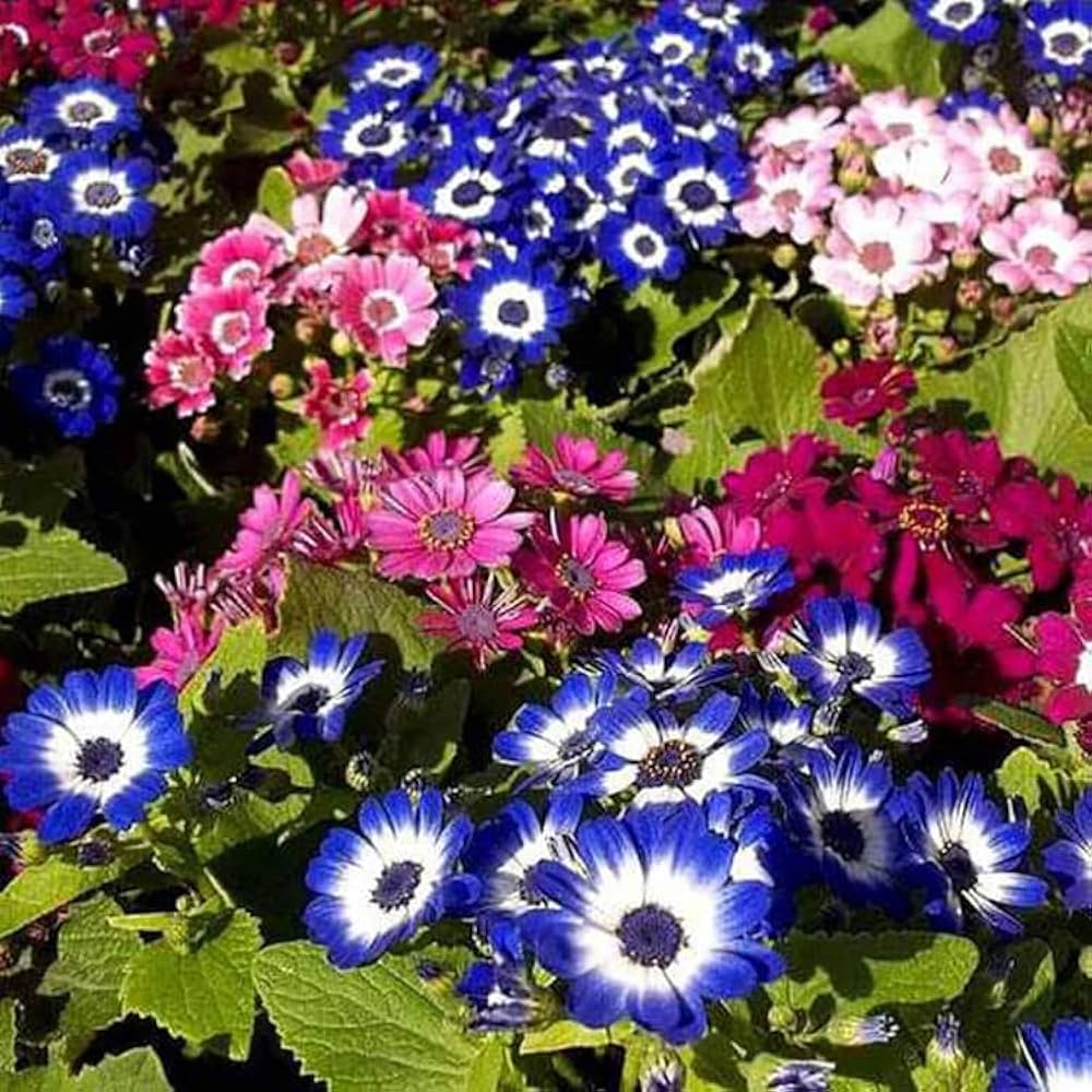 Mixed Colors Florist Cineraria Flower
