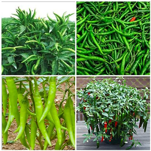Green Chili vegetable seeds - Heirloom, Organic, Non Gmo Garden Seeds for kitchen garden planting