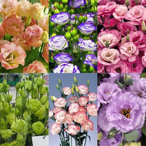 Eustoma Flower Seeds