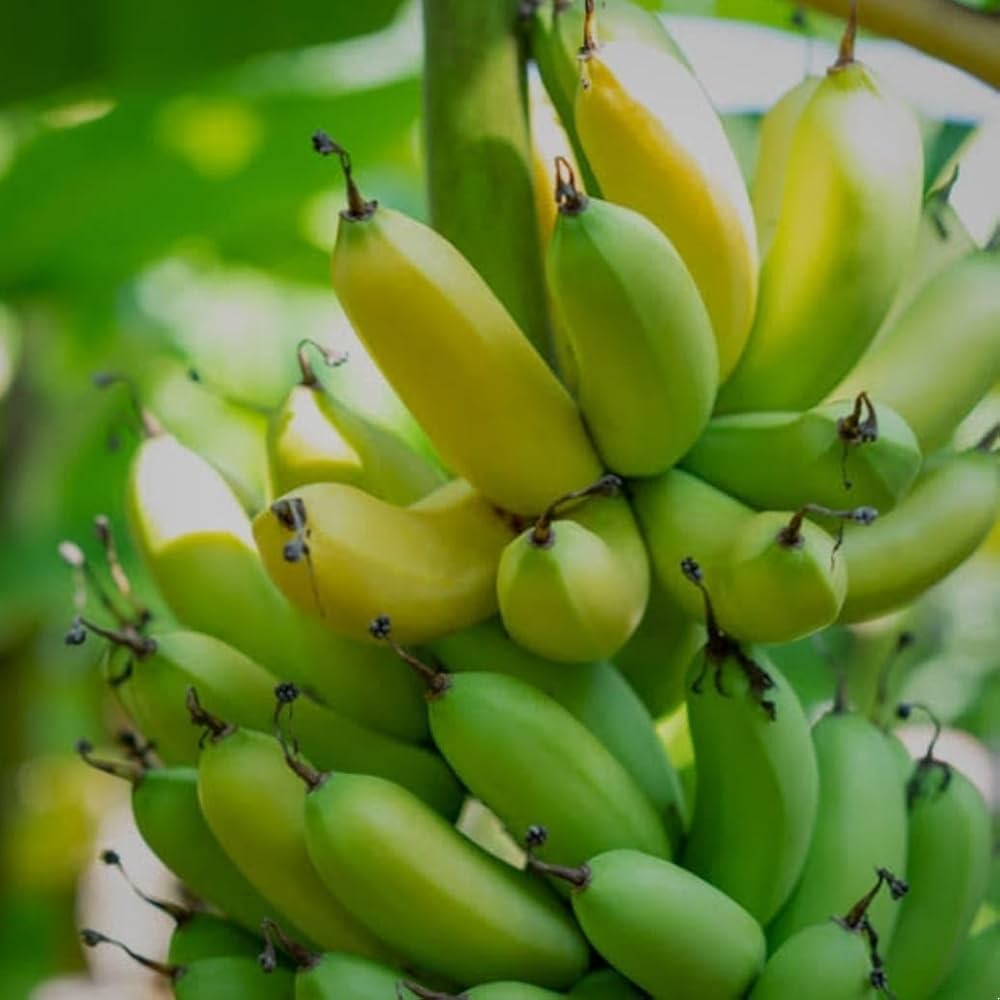 Raw Banana Or Plantains Fruit Sweet And Juicy For Indoor Outdoor Gardens Fruit Seeds