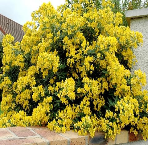 Yellow Cassia Corymbosa Flower Seeds