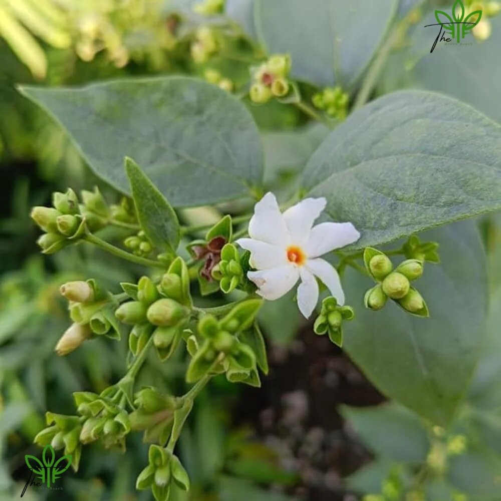 Harsingar Flower Seeds - Heirloom, Non GMO, High Germination, Organic Garden Seeds