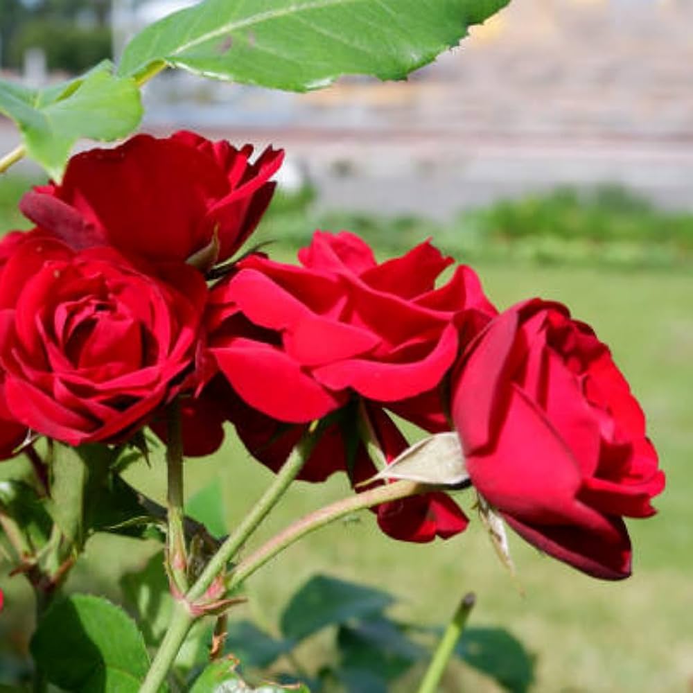 Colorful Rose Tree