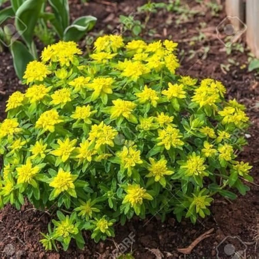 euphorbia polychroma flower in bed Fruit Seeds