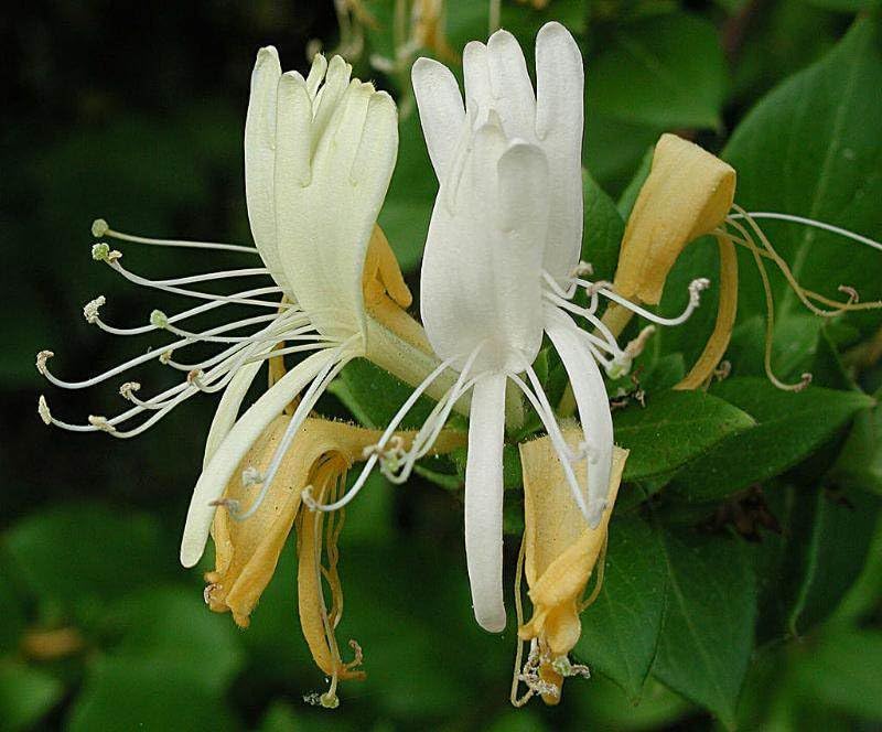 white lonicera flowers seeds