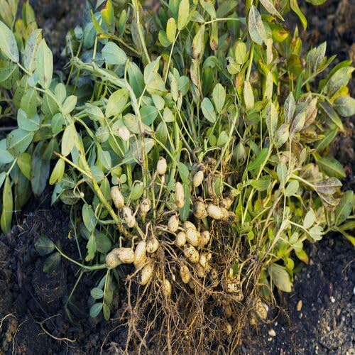 Peanut vegetable seeds for Home Gardening, Easy Grow Culinary Garden Selection Premium for kitchen garden planting